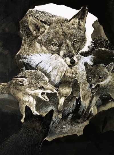 Fox Delivering Food to Its Cubs by English School