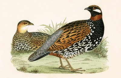 Francolin, illustration from 
