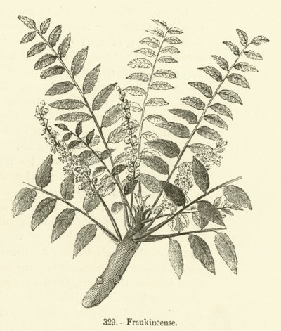 Frankincense by English School