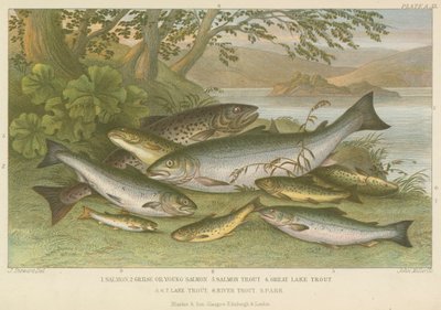 Freshwater fish by English School