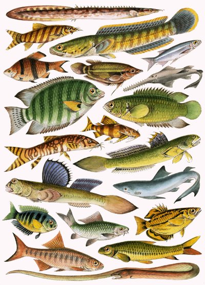 Freshwater fishes of the Empire - India by English School