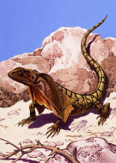 Frilled lizard by English School