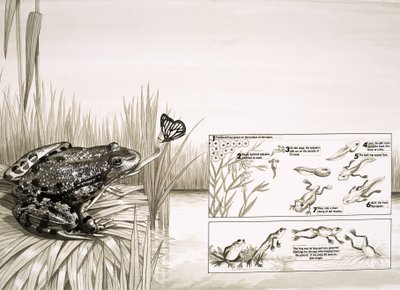 Frog Catching Butterfly, Including Life-Cycle of the Frog by English School