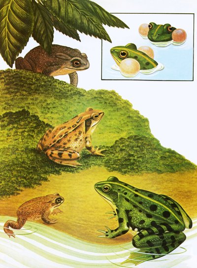 Frogs and toads by English School