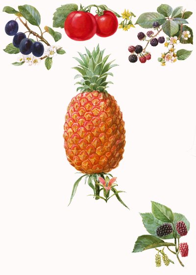 Fruits by English School