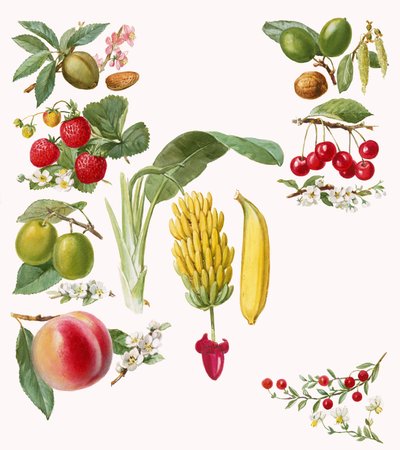 Fruits by English School