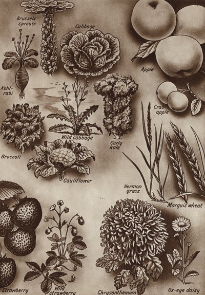 Fruits, vegetables and flowers and the wild varieties from which they were cultivated by English School