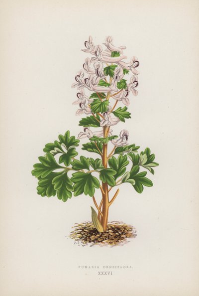 Fumaria Densiflora by English School