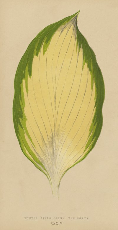 Funkia Sieboldiana Variegata by English School