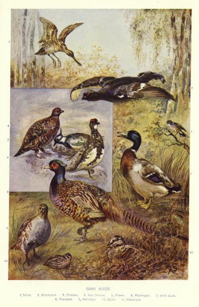 Game Birds by English School