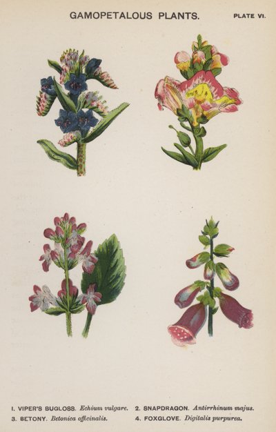 Gamopetalous Plants by English School