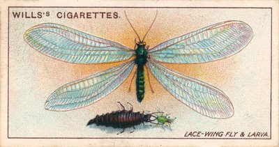 Garden Life: Lace-Wing Fly and Larva by English School