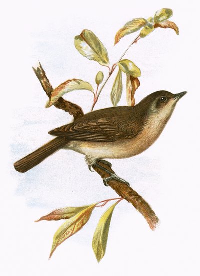 Garden Warbler by English School