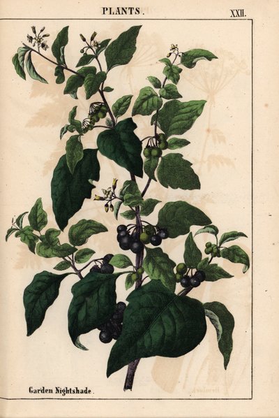 Garden or black nightshade with black berries Solanum nigrum, from 