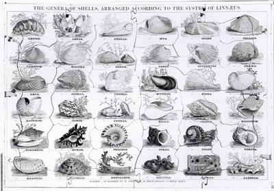 Genera of Shells Jigsaw, published by W. Edwards by English School
