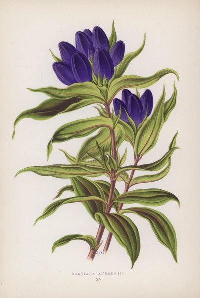 Gentiana Andrewsii by English School