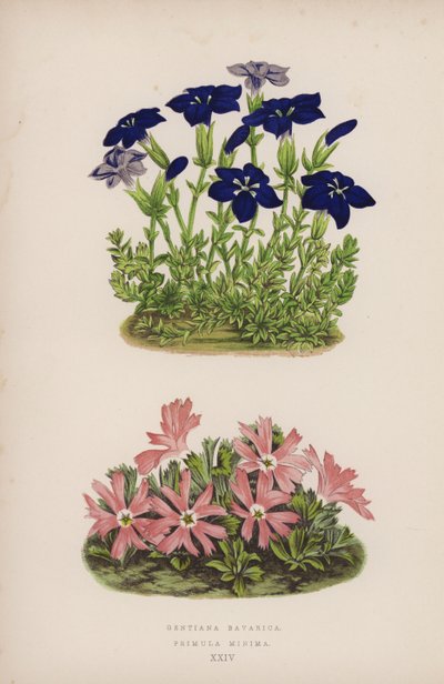 Gentiana Bavarica; Primula Minima by English School