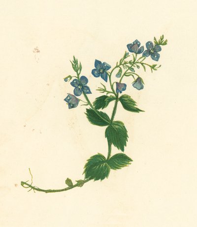 Germander Speedwell, Veronica Chamaedrys by English School