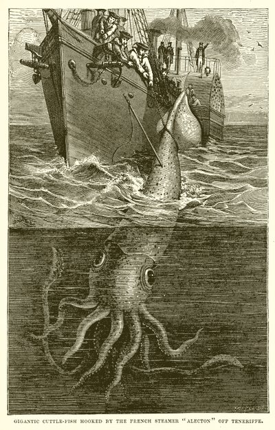 Gigantic Cuttle-Fish Hooked by the French Steamer Alecton Off Tenerife by English School