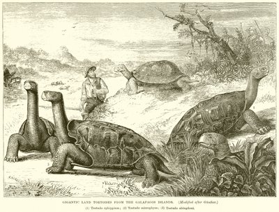 Gigantic Land Tortoises from the Galapagos Islands by English School