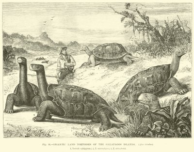 Gigantic Land Tortoises of the Galapagos Islands by English School
