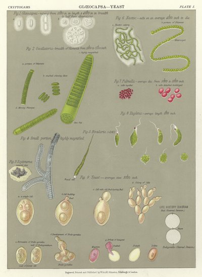 Gloeocapsa, Yeast by English School