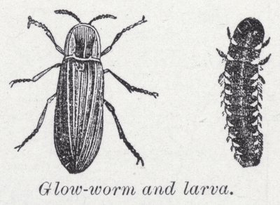 Glow-worm and larva by English School