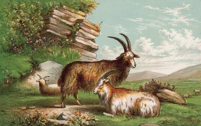 Goats by English School