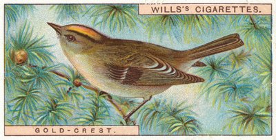 Goldcrest by English School