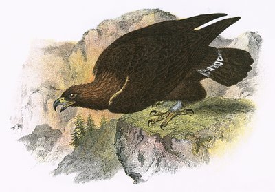 Golden Eagle by English School