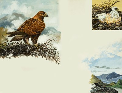 Golden Eagle by English School