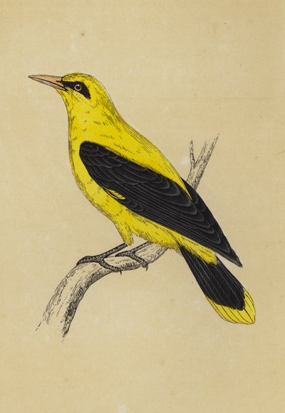 Golden Oriole by English School