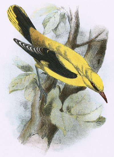 Golden Oriole by English School