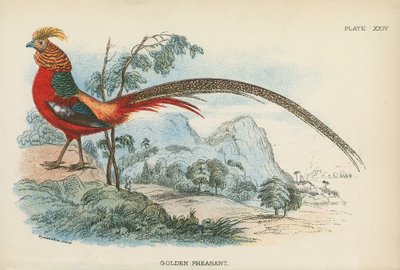 Golden Pheasant by English School