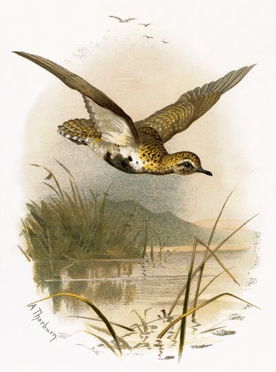 Golden Plover by English School
