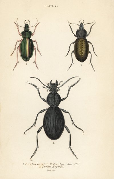 Golden ground beetle, Carabus auratus, ground beetle, Carabus clathratus, and large black ground beetle, Tefflus megerlei by English School