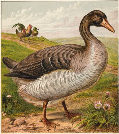Goose by English School