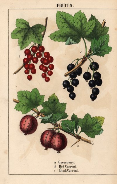 Gooseberry, redcurrant and blackcurrant fruits, from 