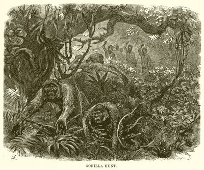 Gorilla Hunt by English School