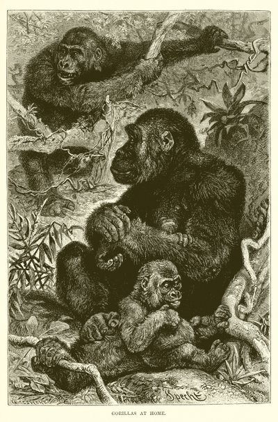 Gorillas at Home by English School