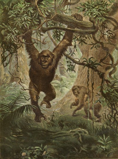 Gorillas at Home by English School