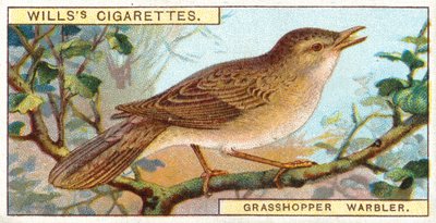 Grasshopper Warbler by English School