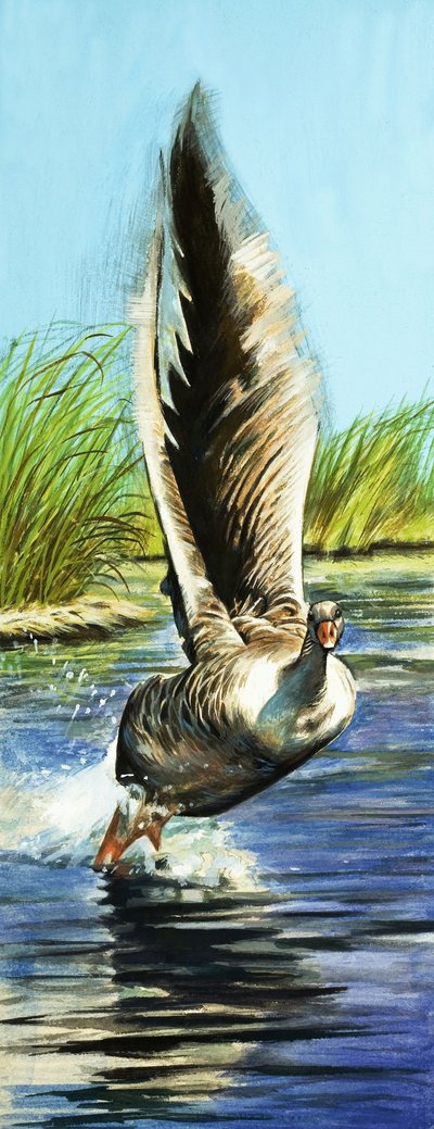 Graylag Goose by English School