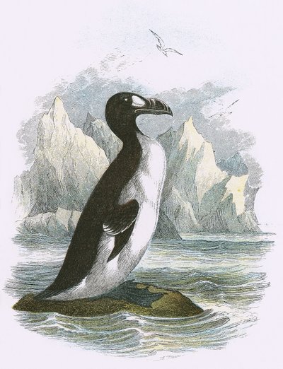 Great Auk by English School