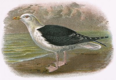 Great Black Backed Gull by English School