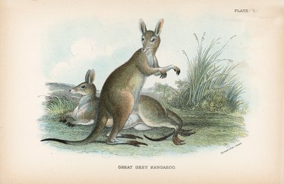 Great Grey Kangaroo by English School