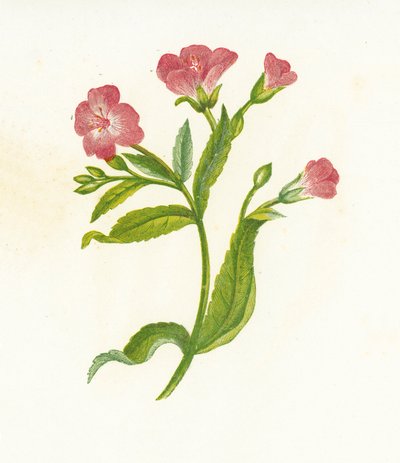 Great Hairy Willow-Herb, Epilobium Hirsutum by English School