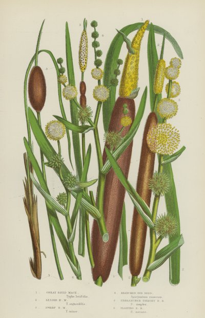 Great Reed Mace, Lesser Reed Mace, Dwarf Reed Mace, Branched Bur Reed, Unbranched Upright Bur by English School
