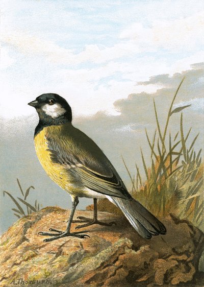 Great Tit by English School
