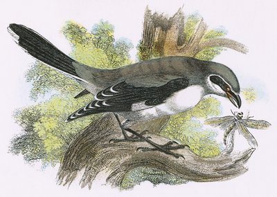 Great Grey Shrike by English School